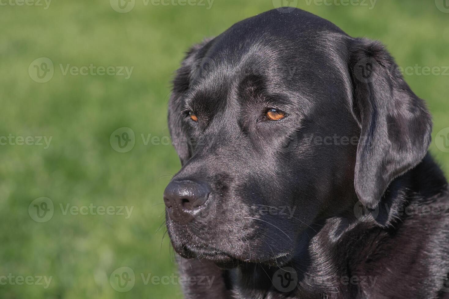 Black Labrador Retriever dog on green grass. Pet dog photo