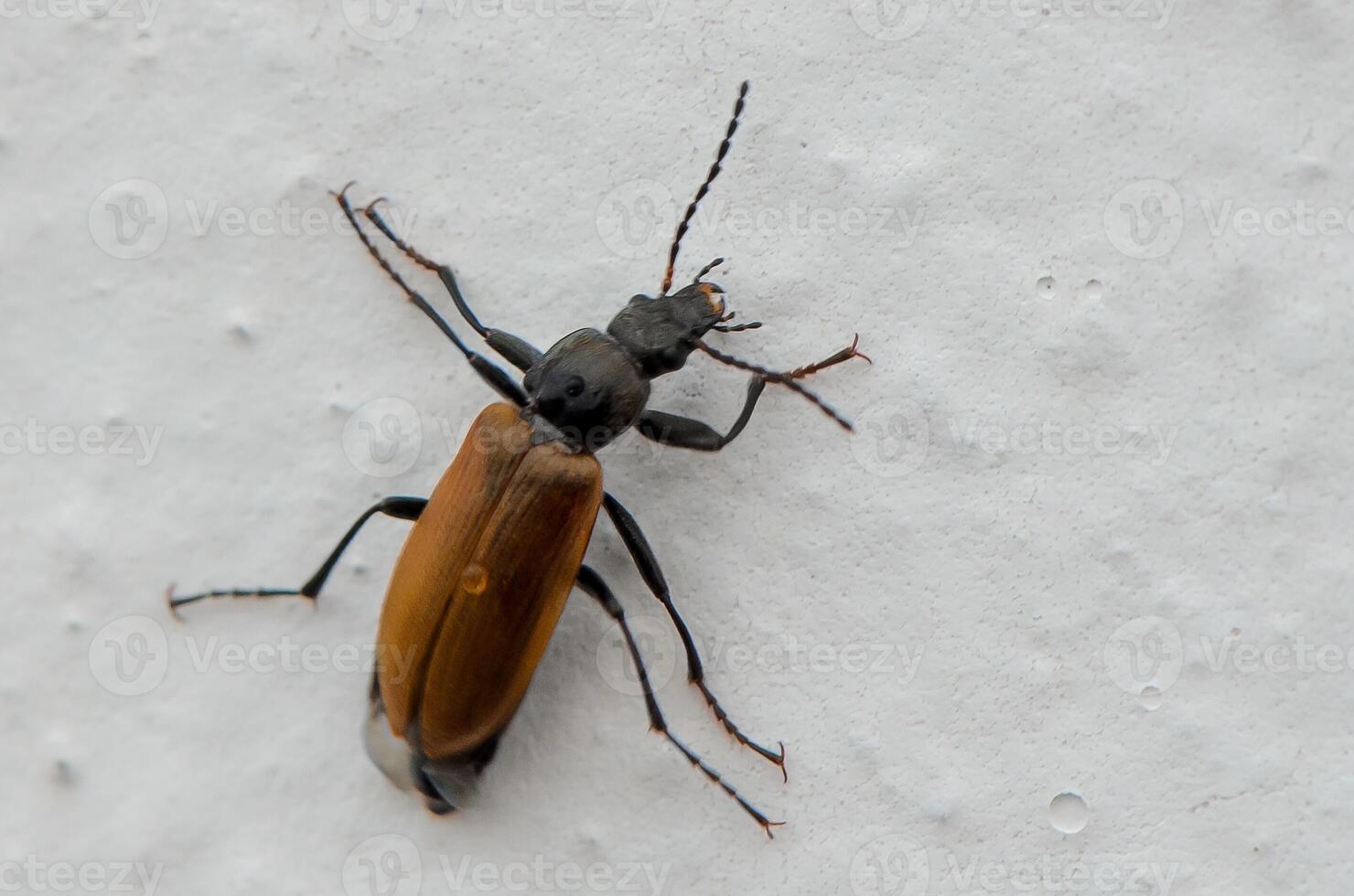 Beetle exploring a textured white surface in a natural setting under soft lighting during the day photo