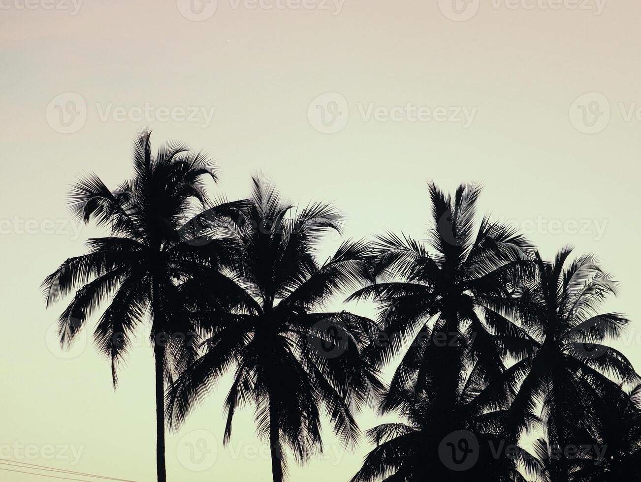 A group of palm trees in the sunset photo