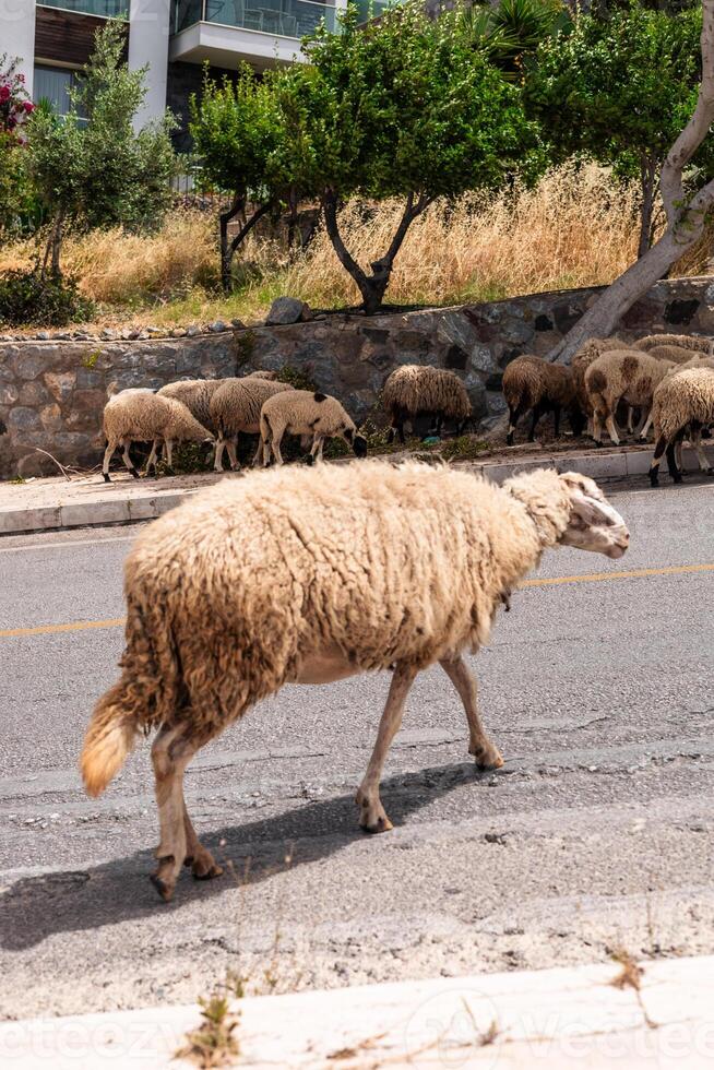 A flock of sheep grazes along a road in Bodrum, Turkiye. The lead sheep is a large, fluffy, white animal with a thick coat. Green trees and dry grass are visible in the background. photo
