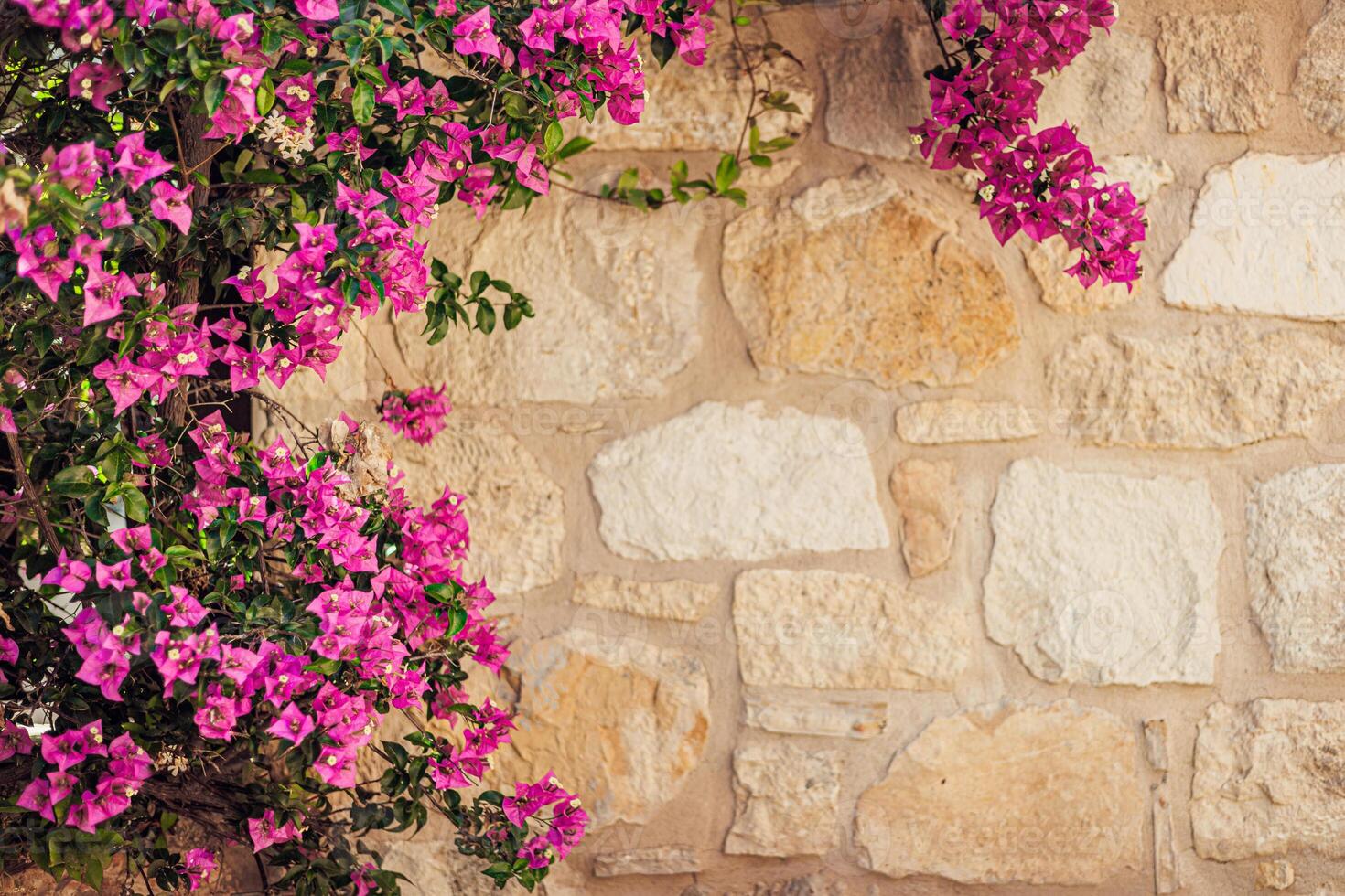 Vibrant bougainvillea flowers in shades of pink against a rustic stone wall. The scene captures a blend of nature and architecture. photo