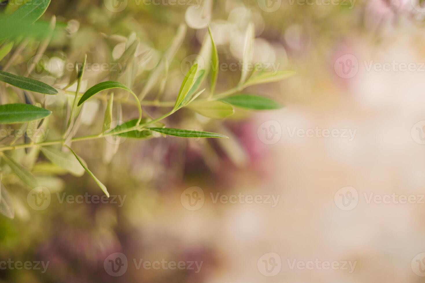 Close up of green olive leaves against a blurred background. The image captures the delicate texture and vibrant color of the leaves, emphasizing nature's beauty. photo