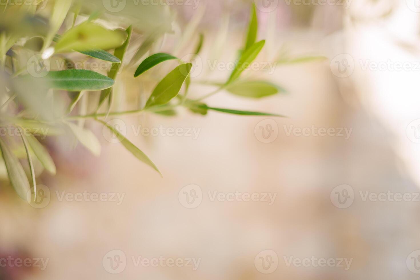Close-up of green olive leaves against a blurred background. The image captures the delicate texture and vibrant color of the leaves, emphasizing nature's beauty photo