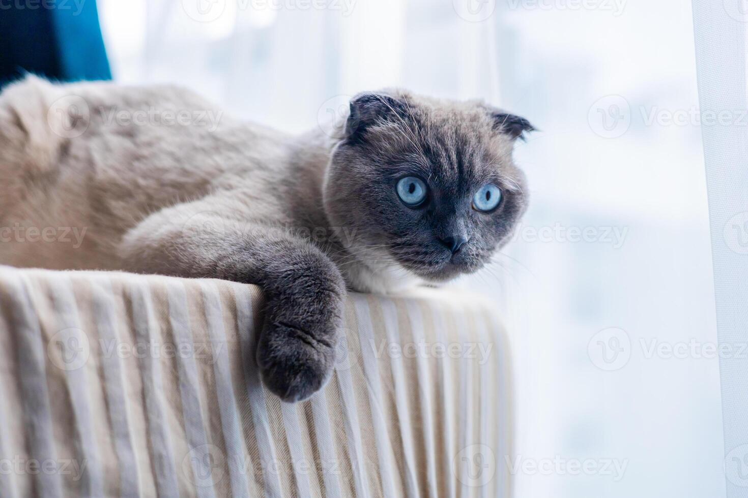 Cat Scottish Fold, chinchilla coloring with striking blue eyes sits on a bed, observing its surroundings. photo