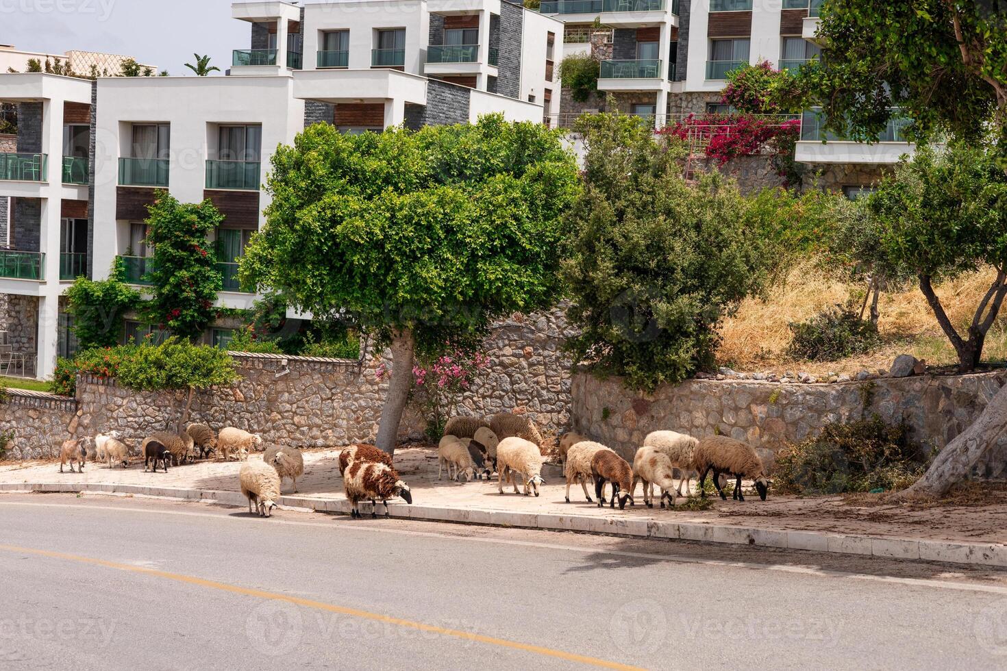 A flock of sheep grazes near a road in Bodrum, Turkiye. Modern buildings and greenery are visible in the background, creating a contrast with the rural scene. photo