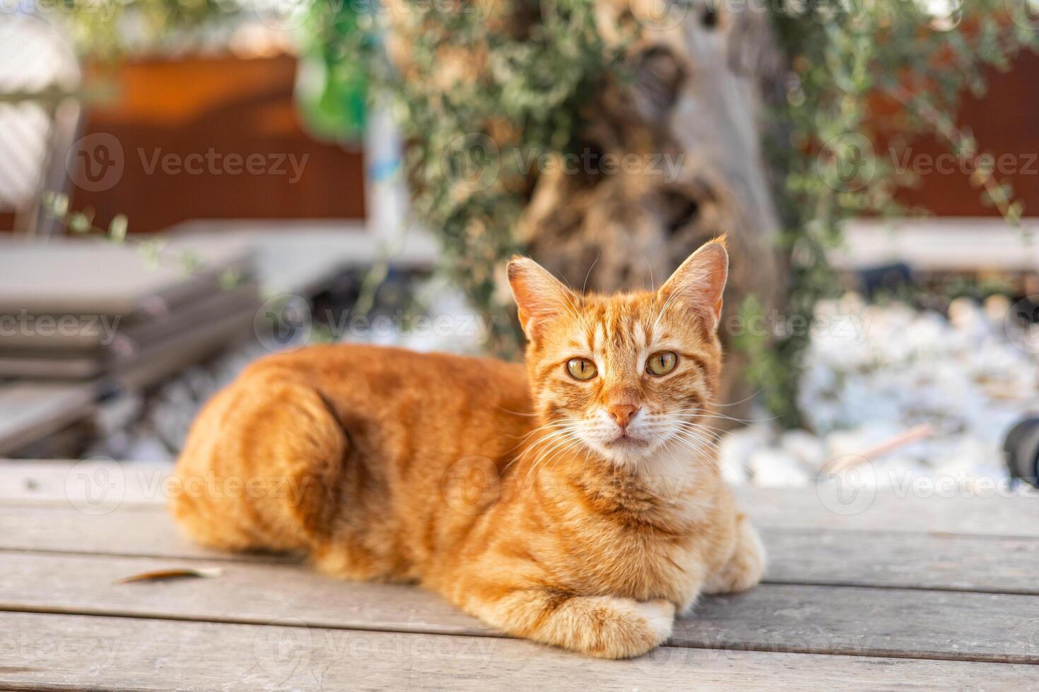 A domestic orange tabby cat lounges on a wooden table in a sunny outdoor setting. The background features greenery and a tree, creating a relaxed atmosphere. photo