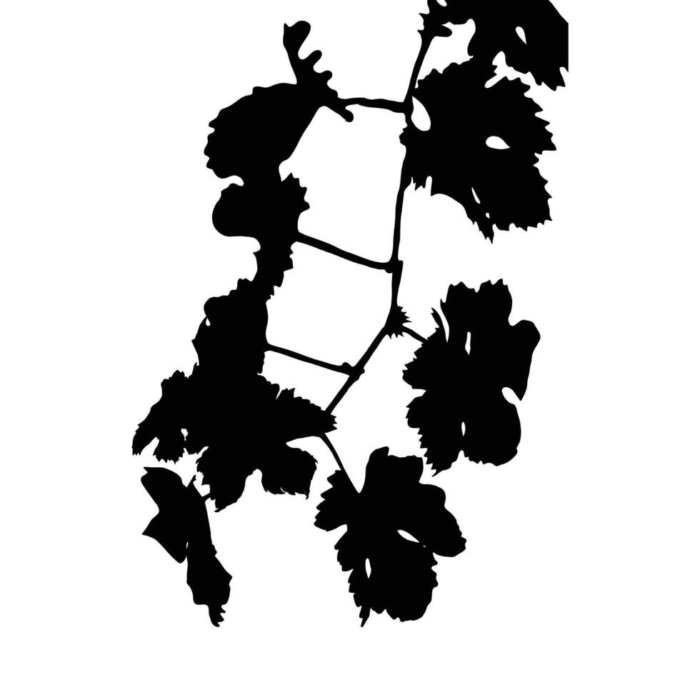 Grapevine Silhouette with Leaves on White Background vector