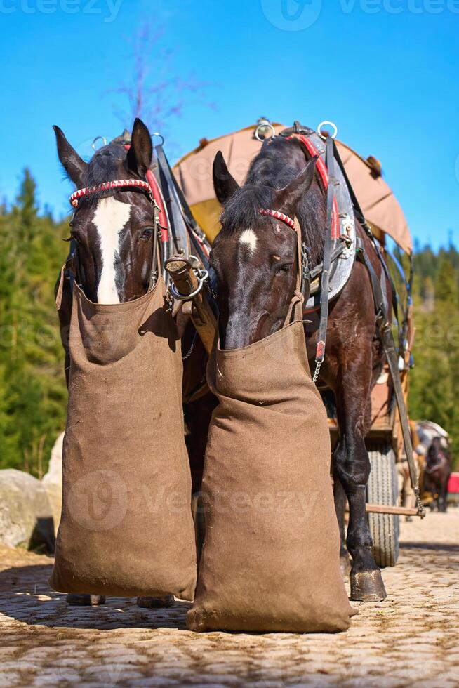 Black harnessed horses eat from feed sacks near Morskie Oko photo