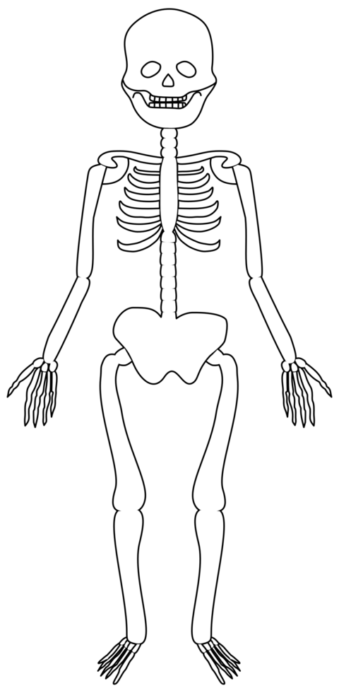 cute Halloween cartoon human skeleton png