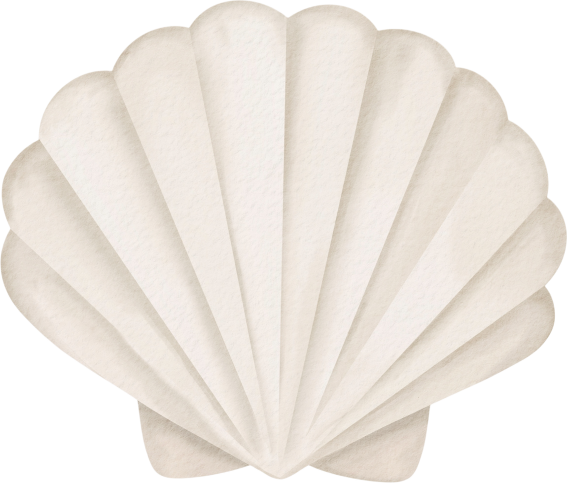 Watercolor white seashell coastal style illustration png