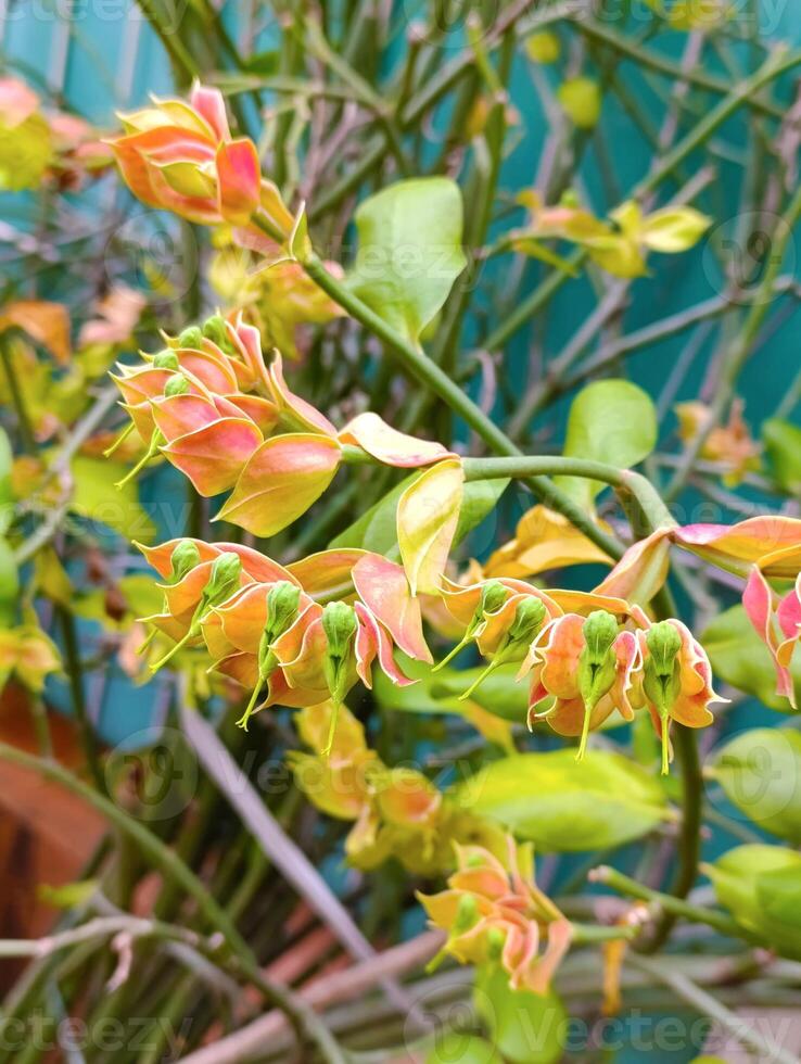 Unique Devil's Backbone Plant with Bird-Like Blooms photo
