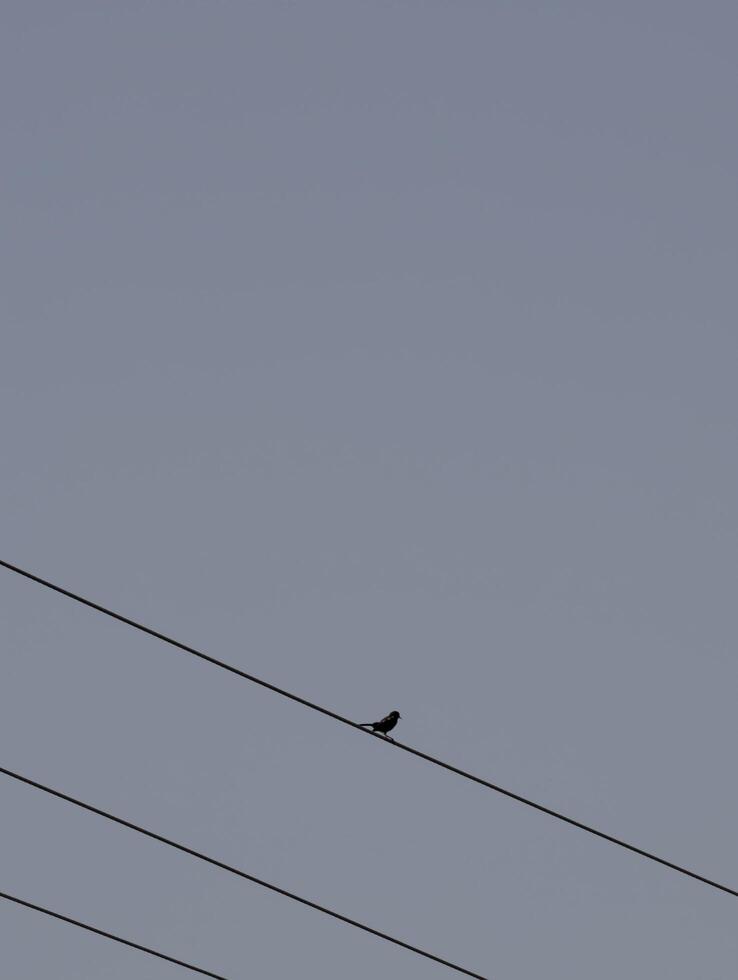 Bird perched on wire stock photo small bird sitting on power line against a clear sky background 100