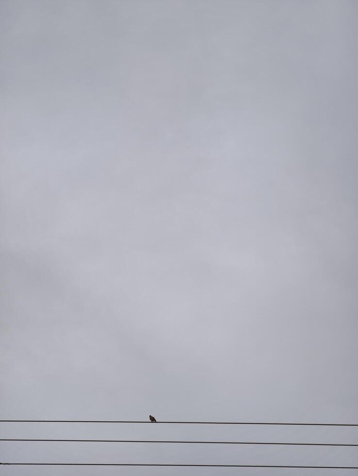 Bird perched on wire against cloudy sky minimal aesthetic nature photography stock image for download photo