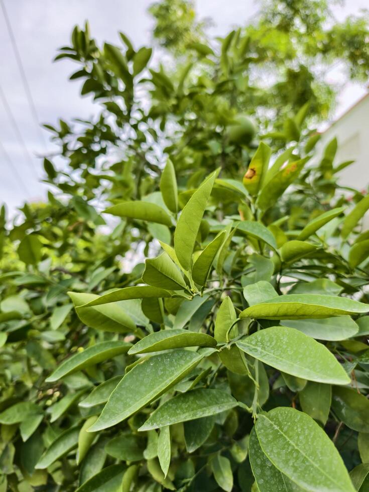Close up of green leaves on a tree branch perfect for nature backgrounds and botanical illustrations use it for designs photo