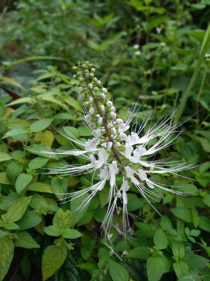 Close up of Orthosiphon aristatus or cat's whiskers flower plant. This plant is one of the herbal medicinal plants that has many benefits and uses photo