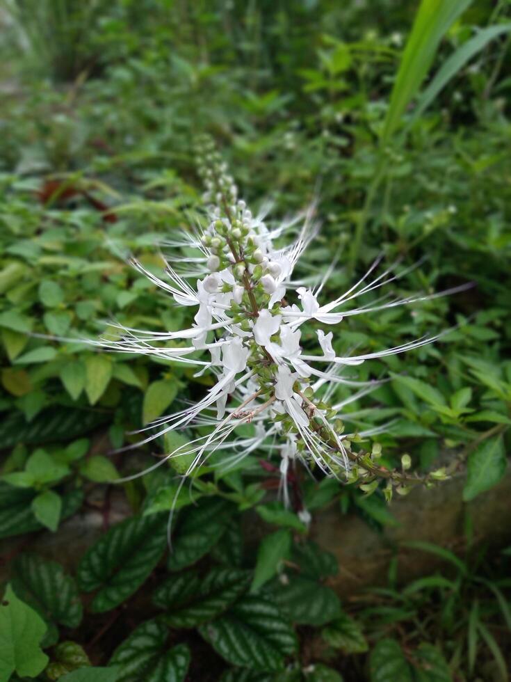 Close up of Orthosiphon aristatus or cat's whiskers flower. This plant is one of the herbal medicinal plants that has many benefits and uses photo