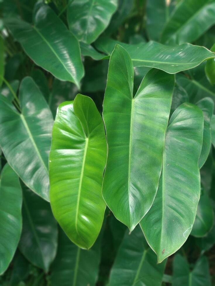 Philodendron burle-marxii is a species of plant in the araceae family of the genus Philodendron - in Indonesia it is called the Brekele plant photo