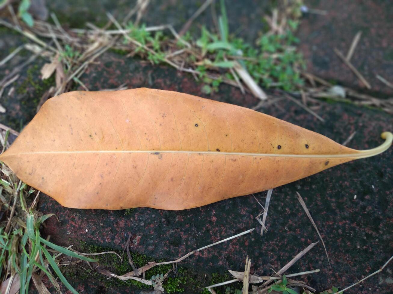A leaf laying on the ground photo