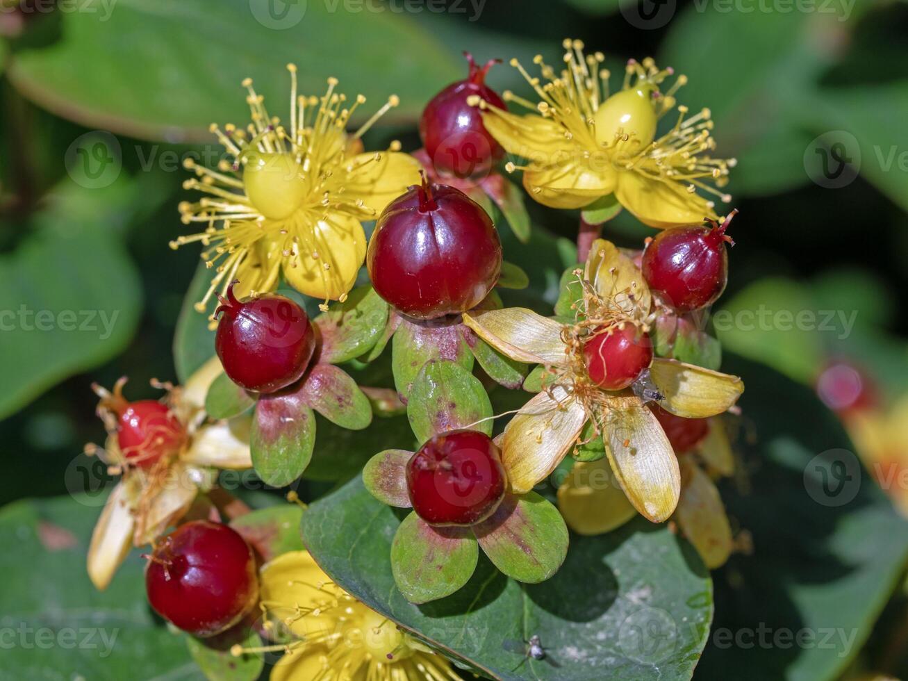 St Johns wort flowers and berries in a garden photo