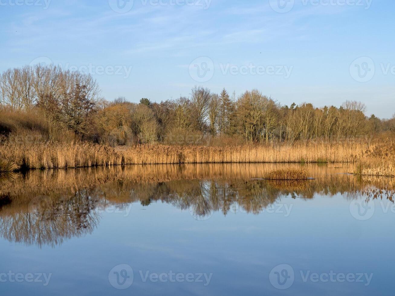Reeds and trees reflected in a calm pond in winter photo