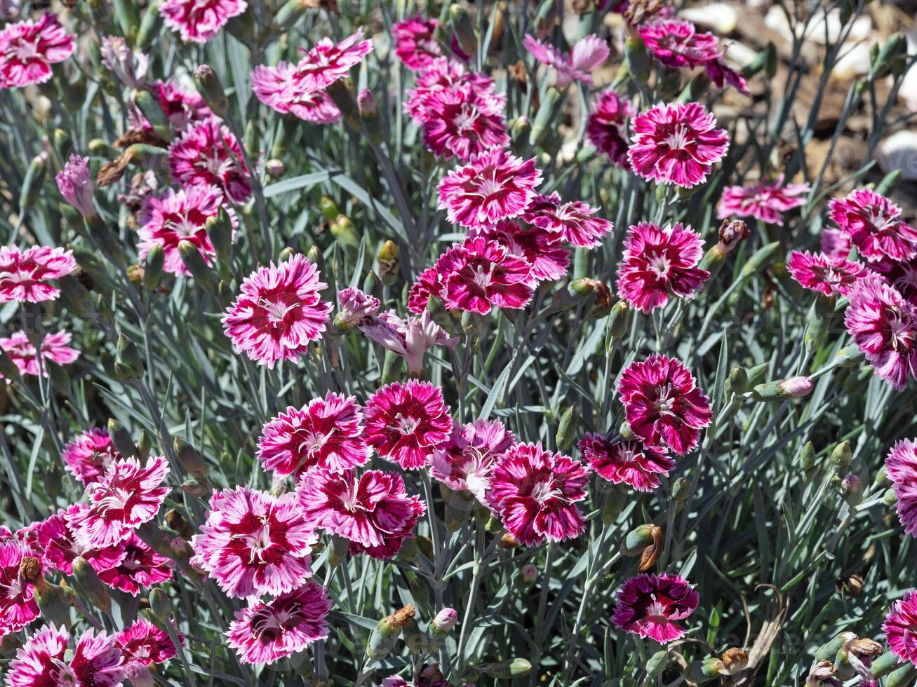 Mini carnations, Dianthus caryophyllus, flowering in a garden photo
