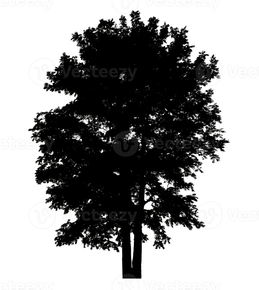Tree Silhouette Wide Canopy isolated tree silhouette for brush on transparent background png