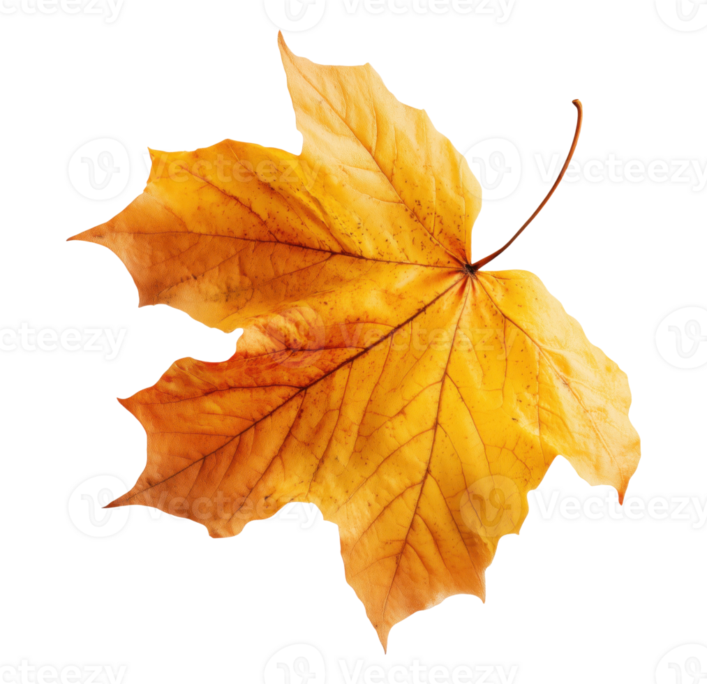 Beautiful single golden autumn maple leaf with detailed veins and stem isolated on transparent background png