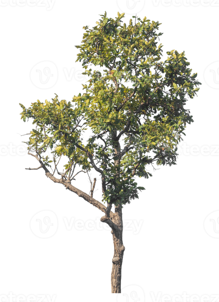 Green tree isolated on transparent background with clipping path, alpha for brush design png