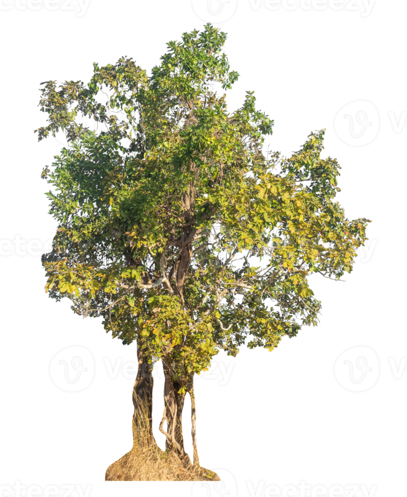 Isolated trees on transparent background with clipping path, alpha for brush design png