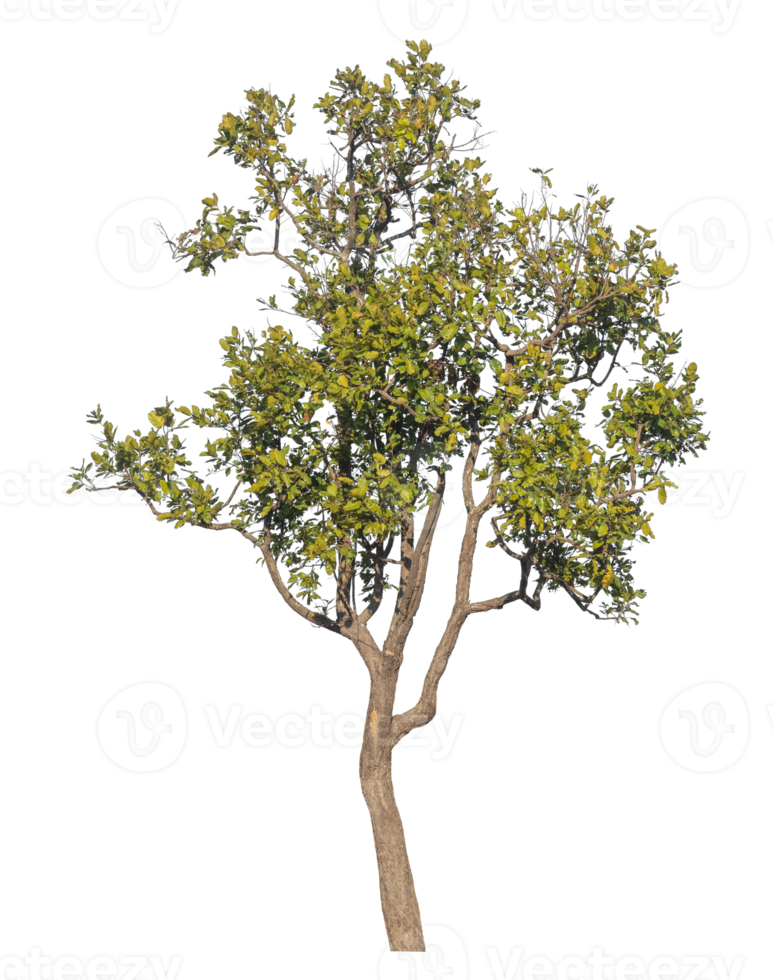 Single tree isolated on transparent background.Isolated tree on transparent background with clipping path, alpha for brush design png