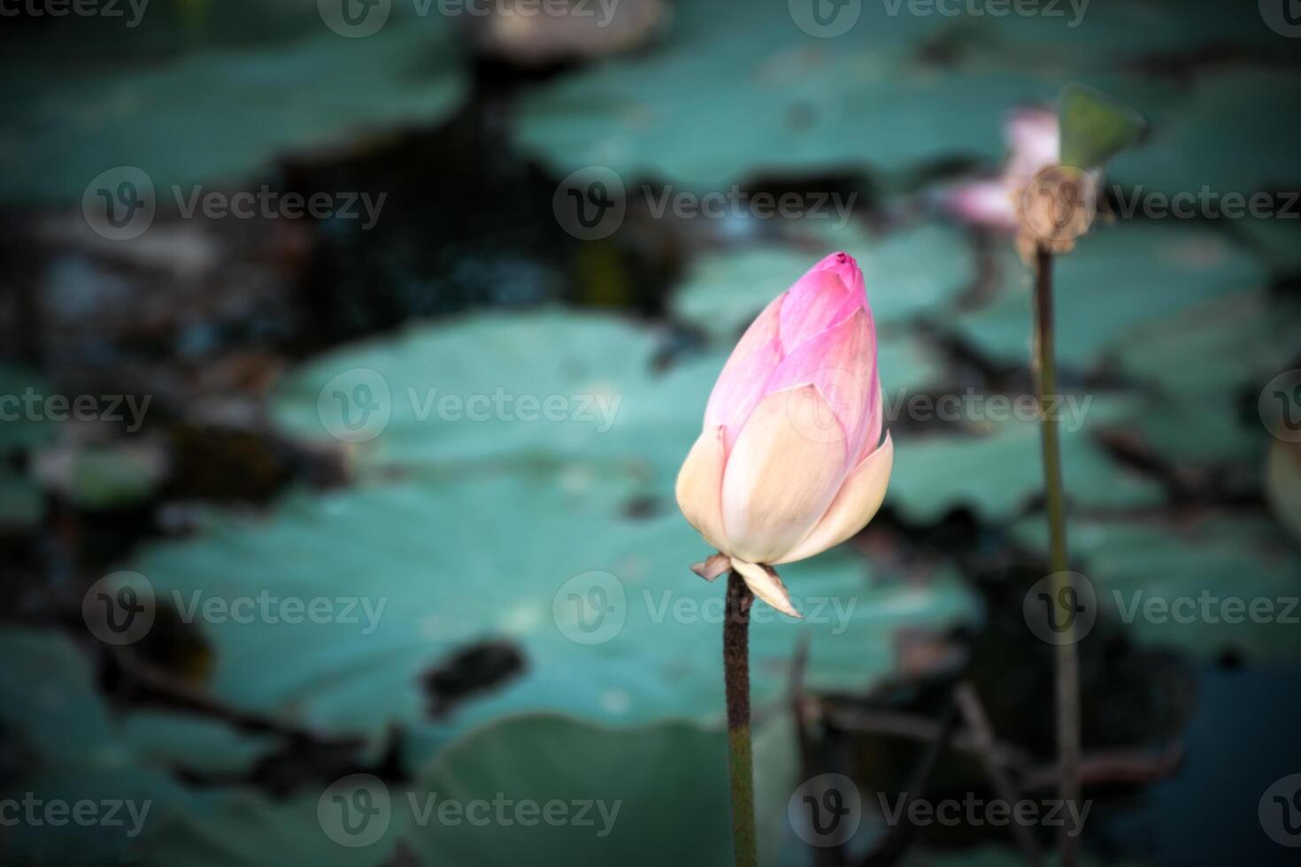 A pink lotus flower in a pond photo