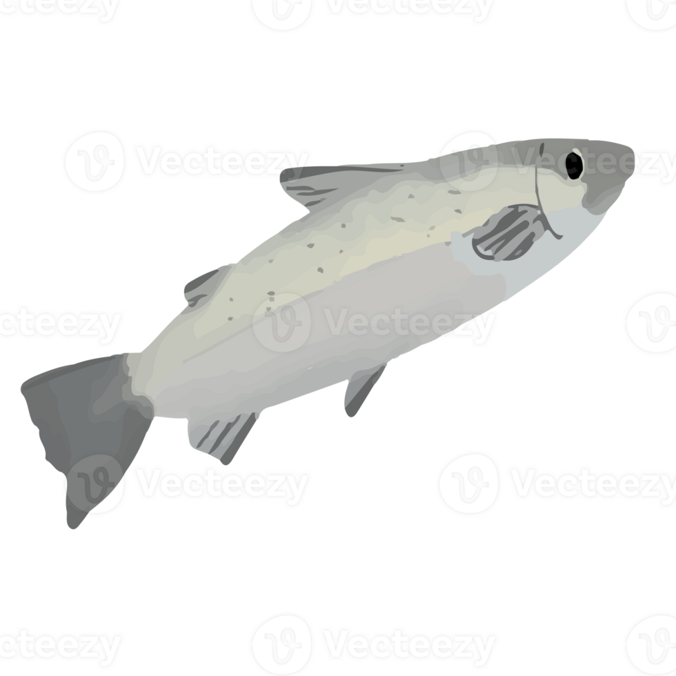 cartoon fish illustration png