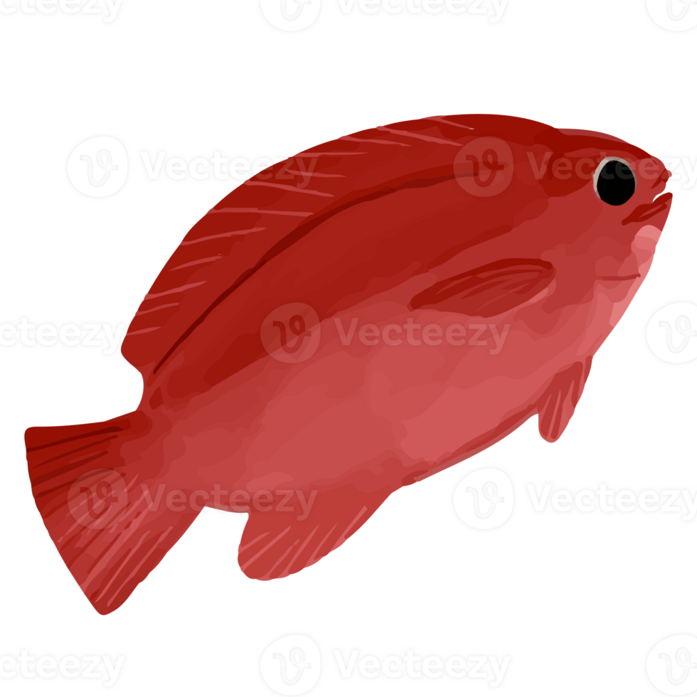 red snapper cute cartoon fish png