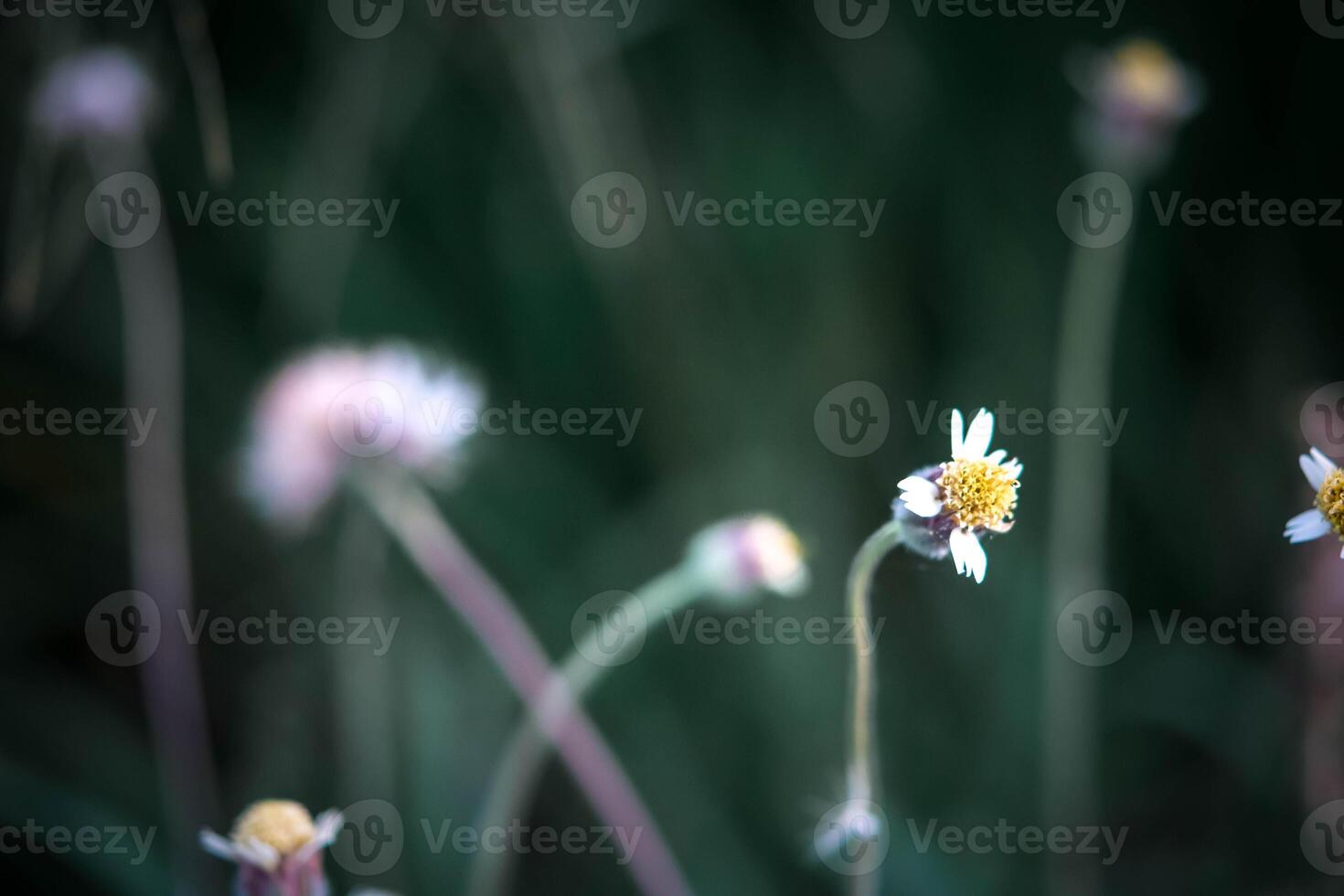 A close up of some white flowers in a field photo