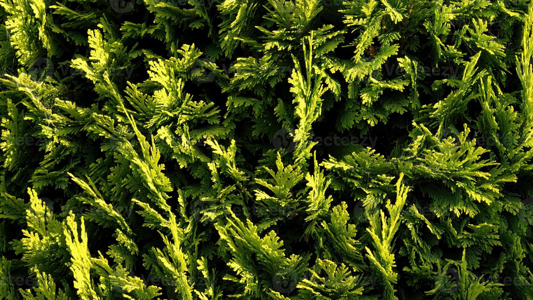 Fresh Thuja wallpaper, background photo