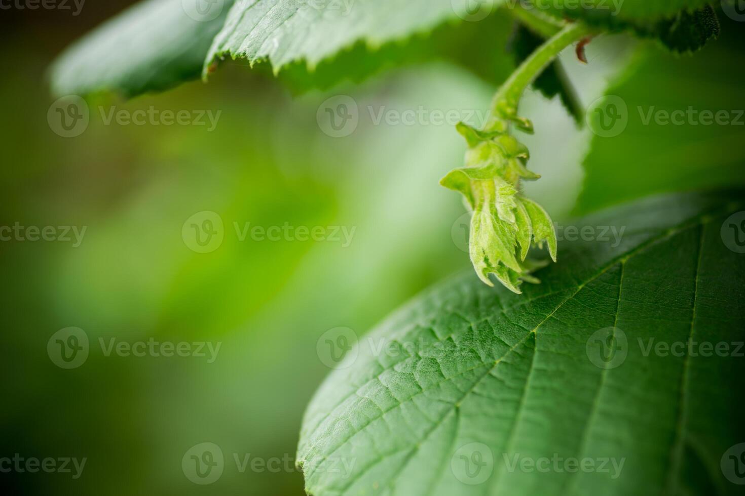 Fresh hazelnut growing on summer green branch. photo