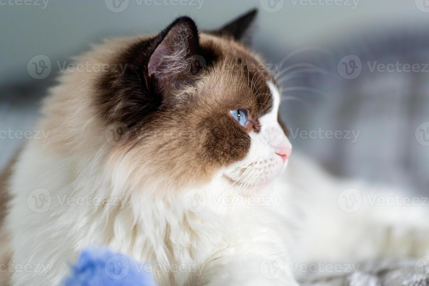 Closeup of relaxed ragdoll cat in peaceful home photo
