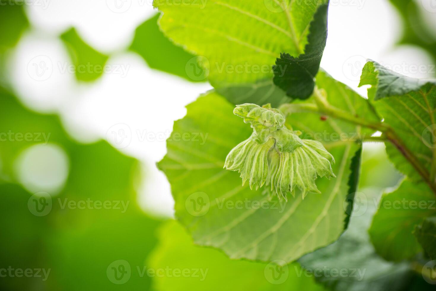 Fresh hazelnut growing on summer green branch photo
