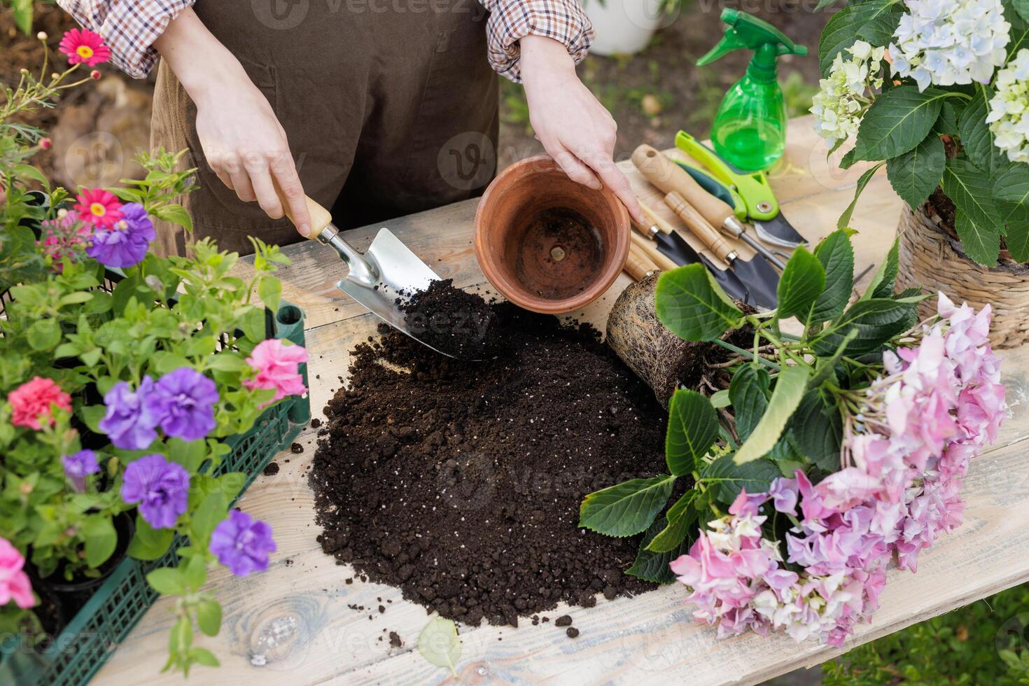 Transplanting Hydrangea Flowers with Gardening Tools and Fresh Soil in Spring Garden photo