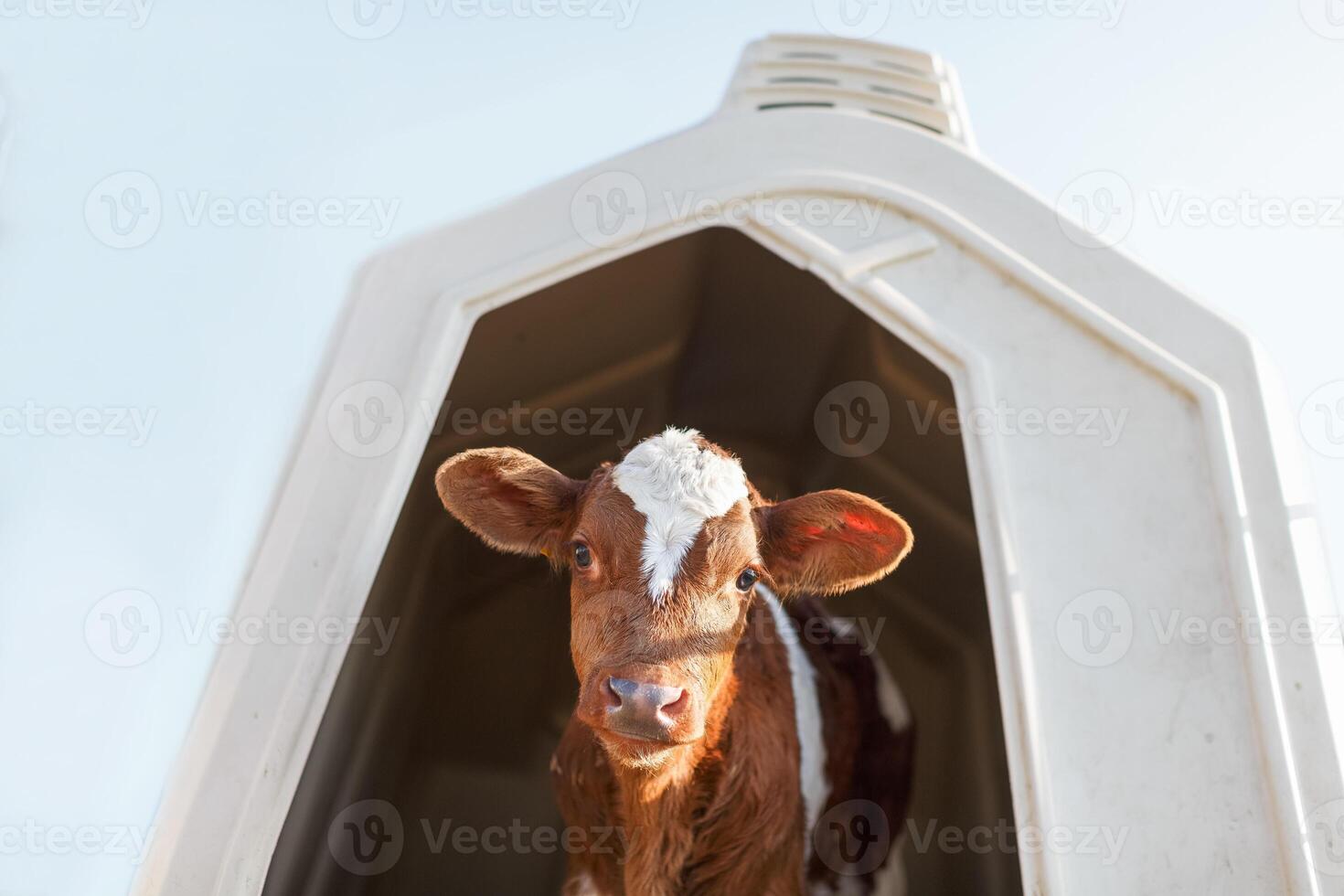 Healthy Calf in Individual Hutch on Modern Dairy Farm Emphasizing Animal Welfare and Sustainable Agriculture photo