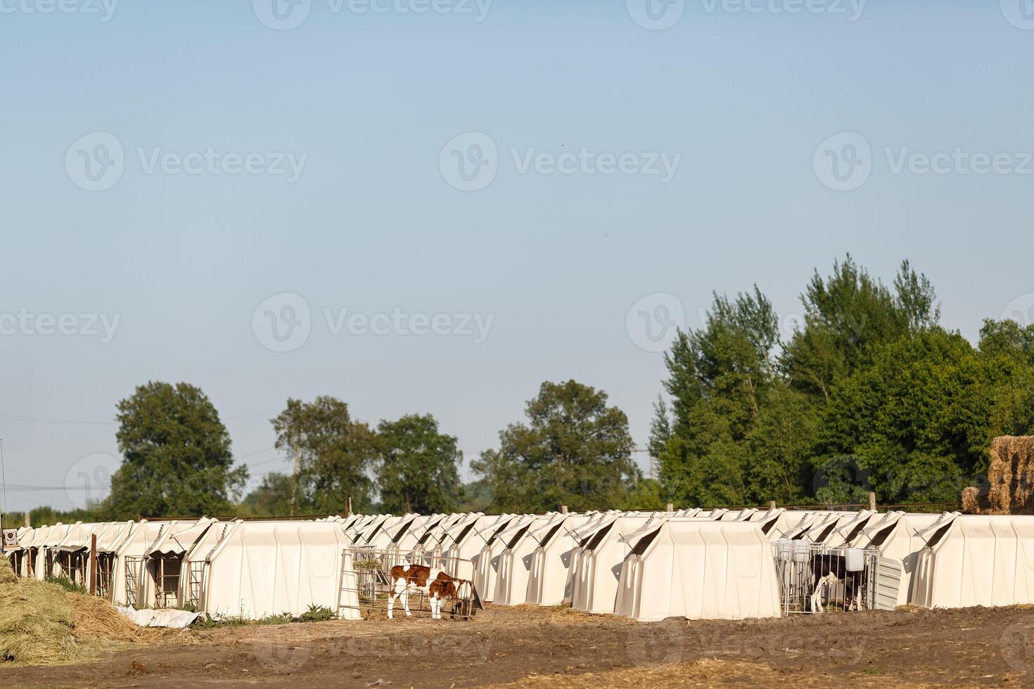 Rows of Calf Hutches on Dairy Farm Highlighting Modern Livestock Care and Sustainable Animal Housing photo