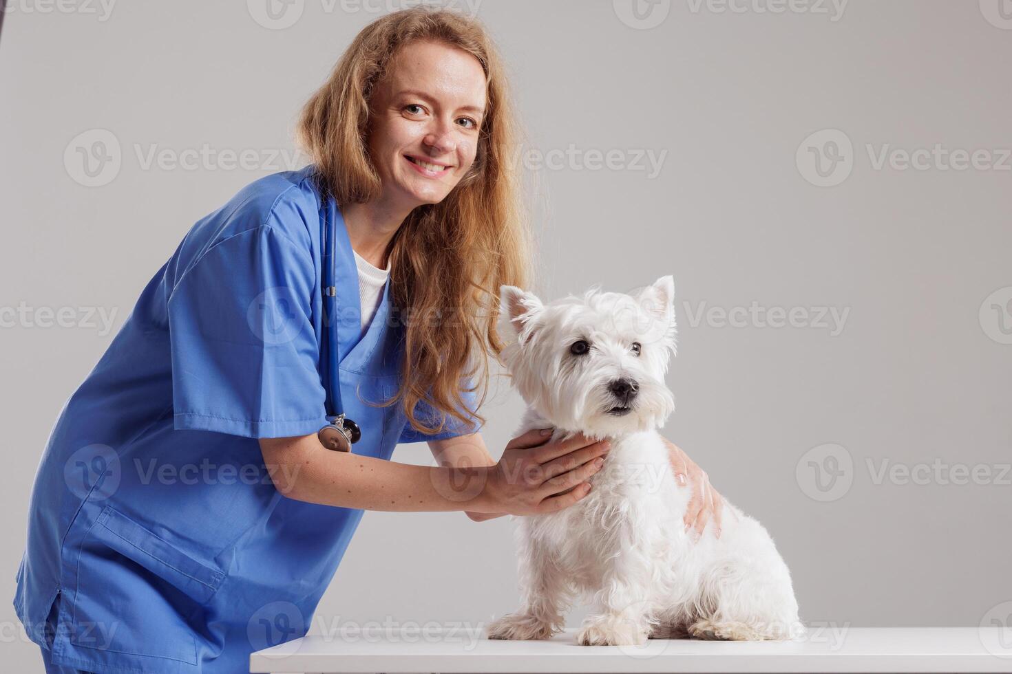 Veterinarian Examining Dog in Clinic for Health Checkup and Preventive Treatment photo