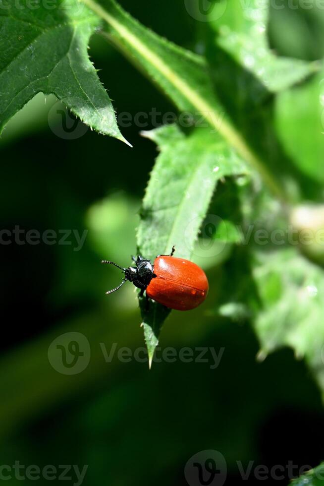 a red beetle on a leaf in the garden photo