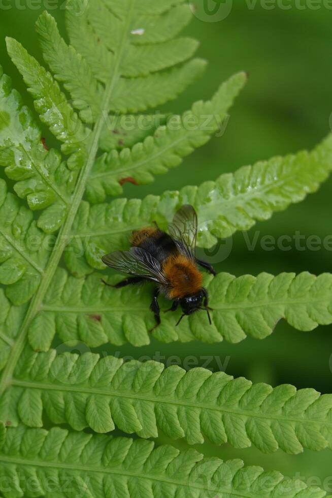 a bee sitting on a fern leaf photo