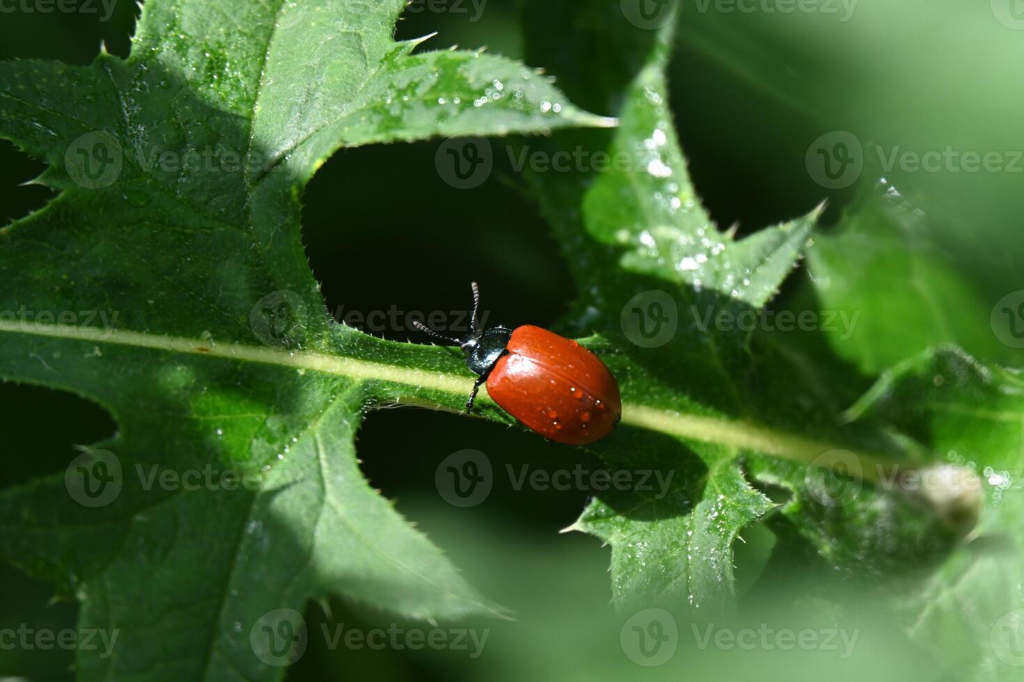 A small red beetle crawls on a green leaf photo