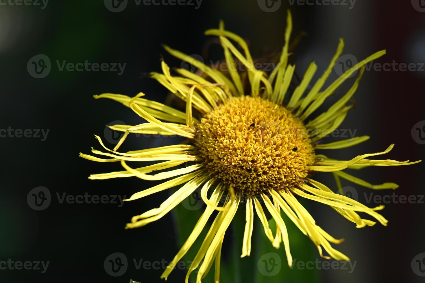 a yellow flower with many petals on it photo