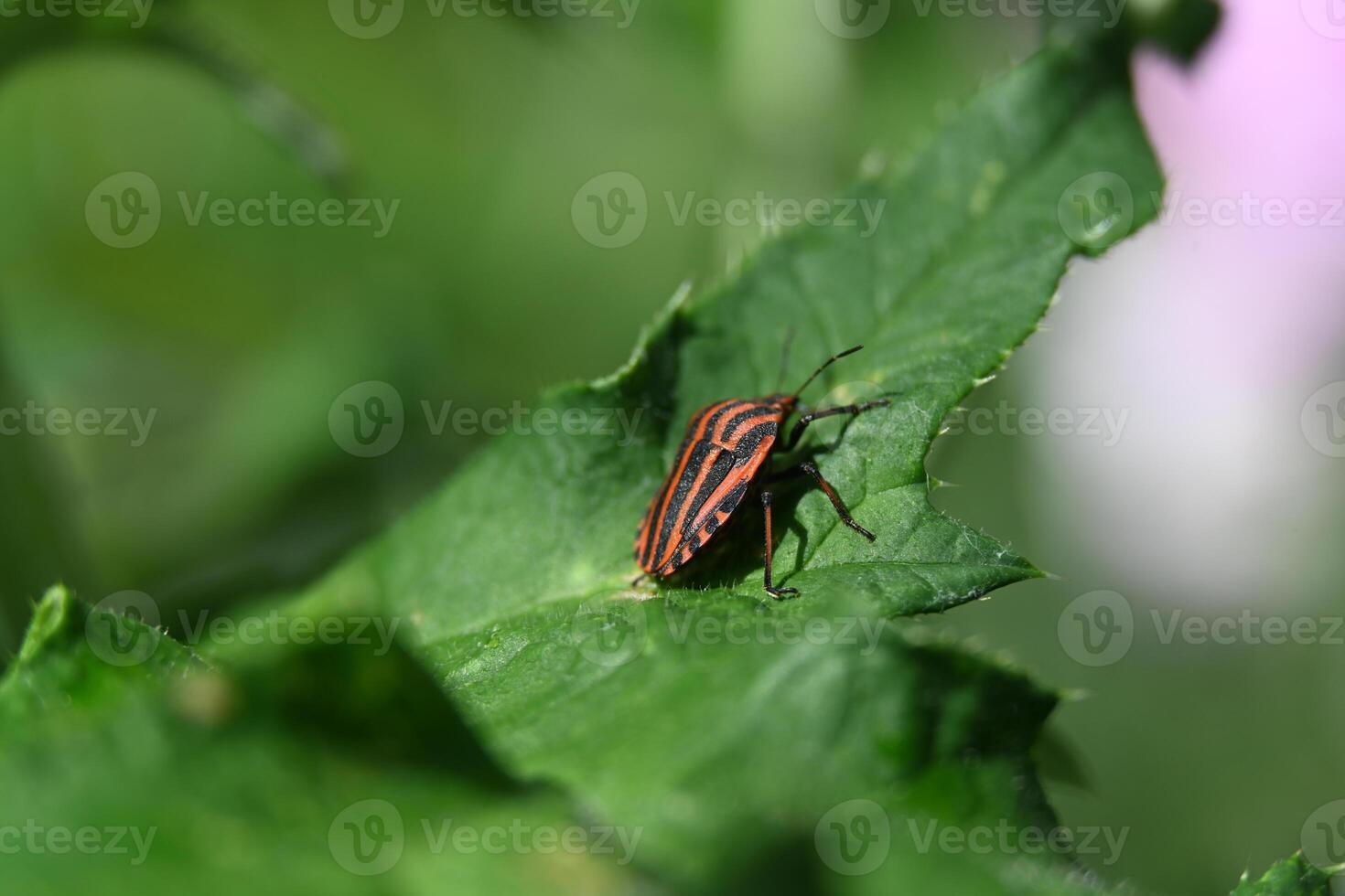 red and black striped bug on a green leaf photo