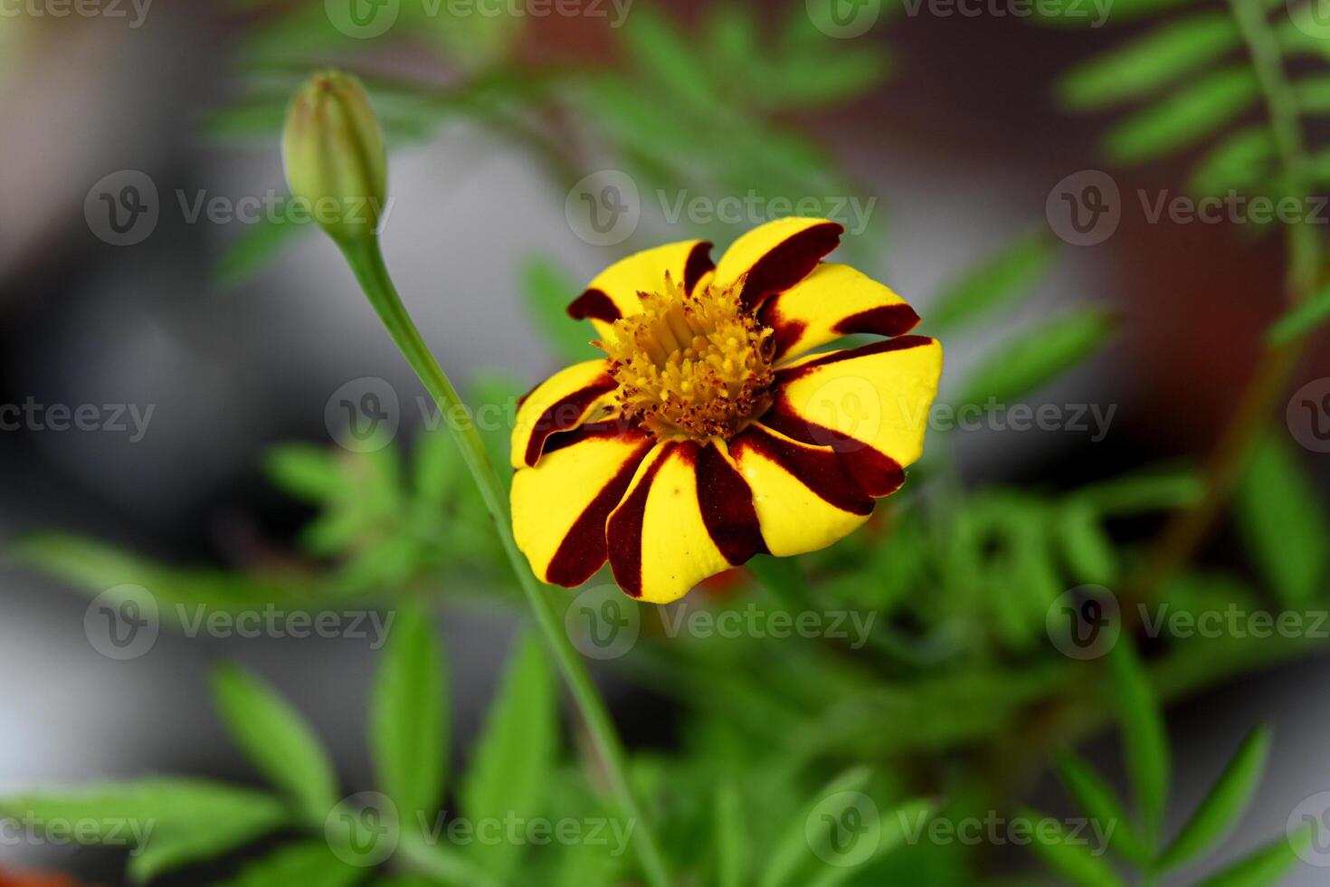 a yellow and black flower with green leaves photo