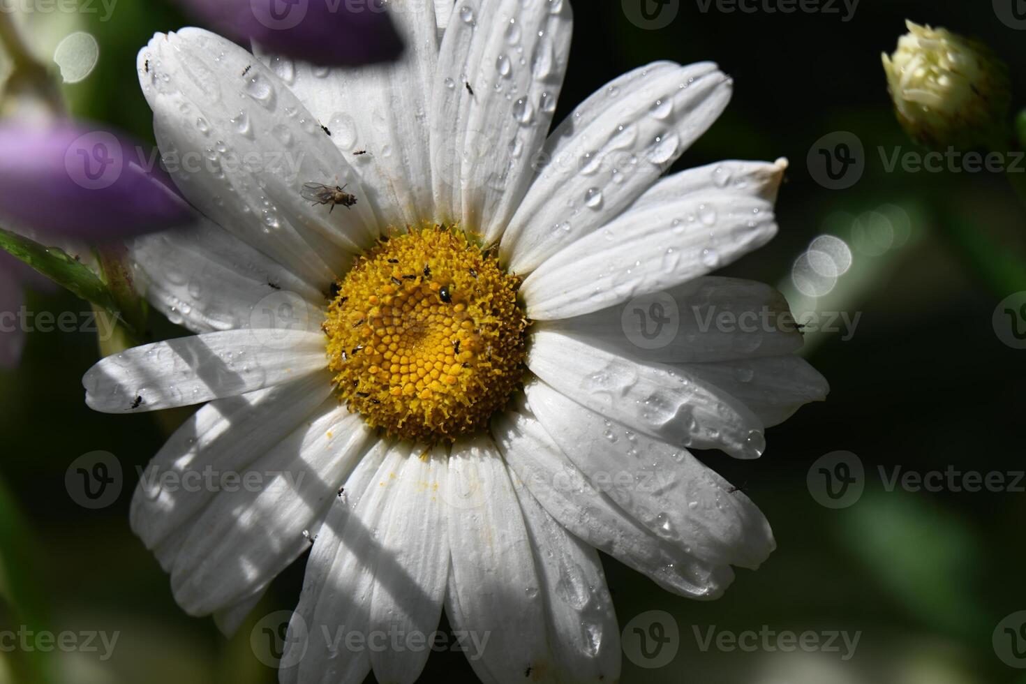 a white daisy with raindrops on it photo