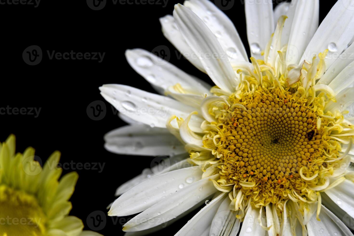 a close up of two white daisies with water droplets photo